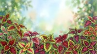Colorful foliage plants with red and golden variegated leaves create a vibrant garden border against soft blurred green background, suitable for gardening and nature designs.