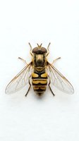 Hover fly with yellow and black striped abdomen isolated on white background, suitable for educational materials, nature illustrations, and scientific publications.