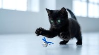 Adorable black kitten with bright green eyes playing with blue toy scissors on white floor in bright modern interior space for pet care concepts.