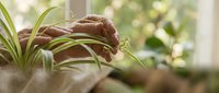 Gentle hands caring for green spider plant in bright indoor setting with natural window light creating peaceful home gardening atmosphere.