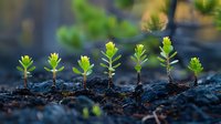 Young green seedlings growing in row from rich soil, showing growth progression and new life. Perfect for environmental, agriculture, and business growth concepts.