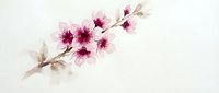Delicate pink cherry blossom branch with soft petals and burgundy centers on light background for spring designs and botanical artwork.
