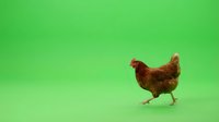 Brown hen walking on bright green background with copy space for farm poultry and agriculture concepts.