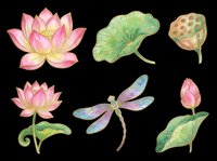 Pink lotus flowers and water lily blooms isolated on transparent background, ready for t-shirt design, clipart, stickers, sublimation and print-on-demand projects.