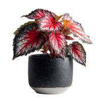 Colorful begonia houseplant with vibrant red and green variegated leaves in modern black ceramic pot isolated on white background for home decor projects.