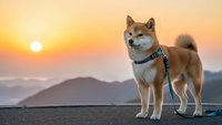 Shiba Inu dog wearing harness standing on mountain peak during golden hour sunrise with layered hills and warm orange sky creating peaceful outdoor adventure scene.