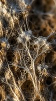 Intricate natural fiber structure with delicate threads and organic holes creating abstract textural patterns for scientific and artistic applications.