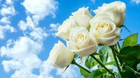 Fresh white roses bloom against vibrant blue sky with fluffy clouds, green leaves frame delicate petals in natural sunlight, romantic floral composition.