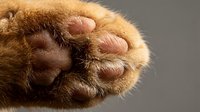 Close-up of a cat's paw pad showing soft pink toe beans and golden fur, suitable for pet care, veterinary, and animal wellness content.