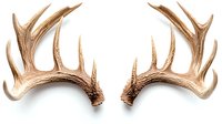 Pair of naturally shed deer antlers with symmetrical points and tines on white background, isolated for design use in hunting, wildlife and nature projects.