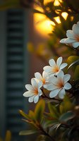 White plumeria flowers blooming at sunset with green shutters in background, soft golden bokeh lights create dreamy tropical atmosphere, shallow depth of field.