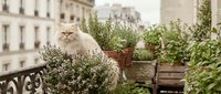 Fluffy ginger cat sitting among potted herbs and plants on urban balcony with city buildings in background, perfect for pet, lifestyle and home decor projects.