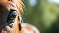Close-up of brown horse eye with long eyelashes and golden coat in natural outdoor setting with blurred green background for equestrian content.