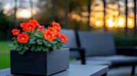 Red geranium flowers in modern black planter box on outdoor patio furniture at sunset, creating cozy garden atmosphere with blurred golden bokeh background.