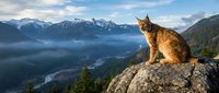 Majestic lynx sitting on rocky outcrop overlooking misty mountain valley with snow-capped peaks and forest landscape during golden hour sunrise or sunset.