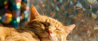 Ginger cat with closed eyes enjoying sunlight outdoors, relaxed feline portrait for pet, animal, and lifestyle content.