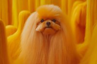 Fluffy Pekingese dog with long silky fur against vibrant yellow background, looking upward with gentle expression. Professional pet portrait showcasing breed characteristics.