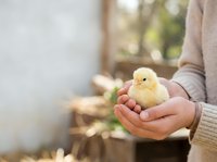Young chick held gently in hands of person wearing beige sweater, farm setting with blurred background, poultry care and animal husbandry concept.
