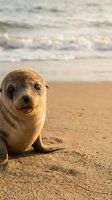 Adorable baby sea lion pup sitting on sandy beach with ocean waves in background during golden hour sunset light creating warm natural wildlife portrait.