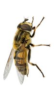 Robber fly with golden-brown body and dark compound eyes isolated on white background, suitable for entomology, nature education, and scientific illustration projects.