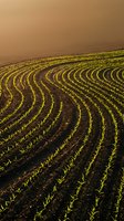 Curved rows of young green crops growing in rich brown soil creating geometric patterns across rolling agricultural farmland at golden hour.