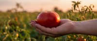Fresh red apple held in open palm during golden hour sunset in orchard with warm lighting and blurred fruit trees creating peaceful harvest moment.