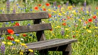 Wooden bench in wildflower meadow with red poppies, purple lupines, and yellow blooms for garden, nature, and outdoor relaxation themes.