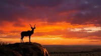 Majestic deer silhouette standing on rocky outcrop against dramatic orange and purple sunset sky with vibrant clouds over landscape horizon for wildlife photography.