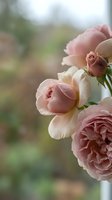 Soft pink roses in gentle bloom with delicate petals and romantic pastel tones against blurred natural garden background for wedding and floral design projects.