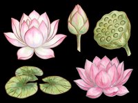 Lotus flower bloom with pink petals, unopened bud, seed pod, and lily pads isolated on transparent background. Ready for t-shirt design, clipart, stickers, sublimation, and print-on-demand projects.