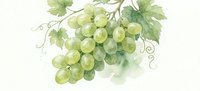 Watercolor green grapes bunch with leaves and vine tendrils on white background. Fresh fruit illustration for wine labels, kitchen decor and culinary designs.