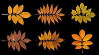 Six autumn leaves in orange, red and yellow tones, isolated on transparent background. Great for fall clipart, stickers, t-shirt design, print on demand and sublimation.