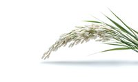 Fresh green pampas grass plume with delicate cream-colored florets isolated on white background, suitable for minimalist design and botanical illustrations.