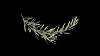 Olive branch with green leaves and small olives, isolated on transparent background, ready for stickers, t-shirt design, print on demand, and sublimation use.