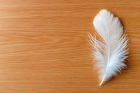 Delicate white feather on wooden background with natural grain texture. Minimalist composition with soft lighting creates peaceful atmosphere for spiritual designs.