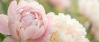 Soft pink and cream peonies in full bloom with delicate ruffled petals and water droplets, creating romantic floral arrangement for spring celebrations.