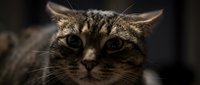 Adorable tabby cat with striking green eyes looking directly at camera in warm lighting perfect for pet care advertising and animal lover content.