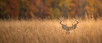 Majestic whitetail deer buck with antlers standing in golden autumn grassland with colorful fall foliage background for wildlife and nature photography.