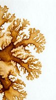 Golden branching coral specimen with intricate textured branches and cream-colored tips against white background, suitable for marine biology, ocean conservation, and educational materials.