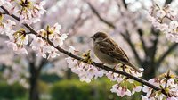 Small brown sparrow perched on blooming cherry blossom branch in spring garden with soft pink flowers and blurred background for nature photography.