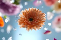 Peach gerbera daisy floating in dreamy blue atmosphere with bokeh lights and scattered flower petals creating magical floral composition for spring designs.