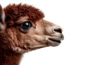 Close up profile portrait of brown alpaca head with fluffy fur and expressive eye against white background, isolated studio shot for design projects.