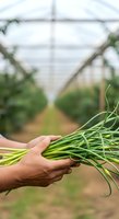 Farmer holding fresh green onions in hands at greenhouse with rows of crops in background, agricultural harvest.