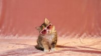 Adorable tabby kitten yawning with mouth wide open showing pink tongue and teeth, sitting on soft pink blanket background for pet care concepts.