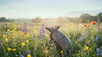 Young woman in striped sweater relaxing in colorful wildflower meadow during golden hour sunset, peaceful countryside scene for wellness and nature concepts.