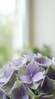 Purple hydrangea flowers with water droplets in soft natural light by window for home decor and floral arrangements.