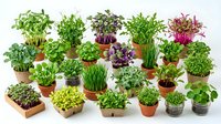 Collection of fresh microgreens and herbs growing in terracotta pots on white background, perfect for healthy cooking and urban gardening projects.