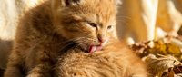 Cute ginger kitten with closed eyes and pink nose resting outdoors in warm sunlight, perfect for pet and animal content.