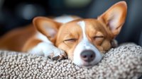 Sleeping brown and white Chihuahua puppy resting peacefully on gray textured blanket, eyes closed with serene expression, close-up portrait showing adorable relaxed pet.