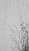 Minimalist grass silhouettes casting delicate shadows on textured beige wall surface creating serene natural botanical composition for interior design.